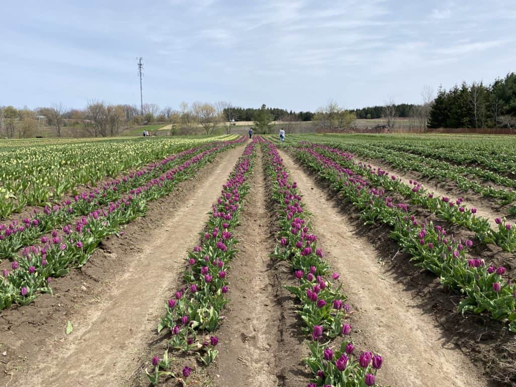 Rows of purple tulips at Tasc Tulip Farm.