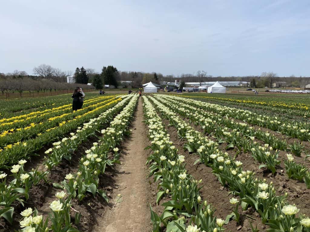 Rows of yellow and white tulips at Tasc Tulip Farm.