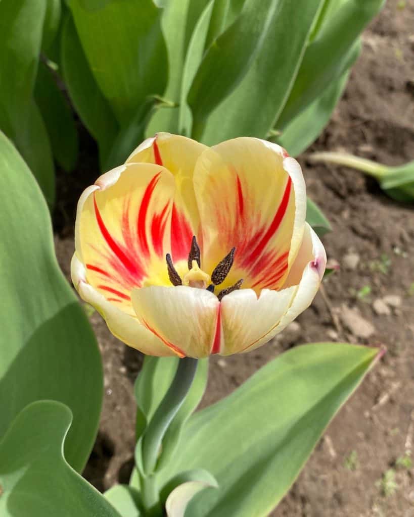 Close up of yellow and red tulip at Tasc tulip farm.