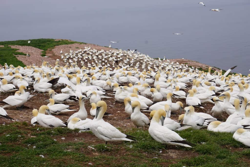 Gannet colony on Bonaventure Island.