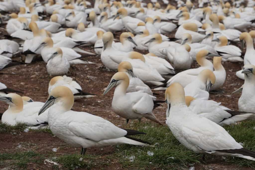 Gannets on Bonaventure Island.