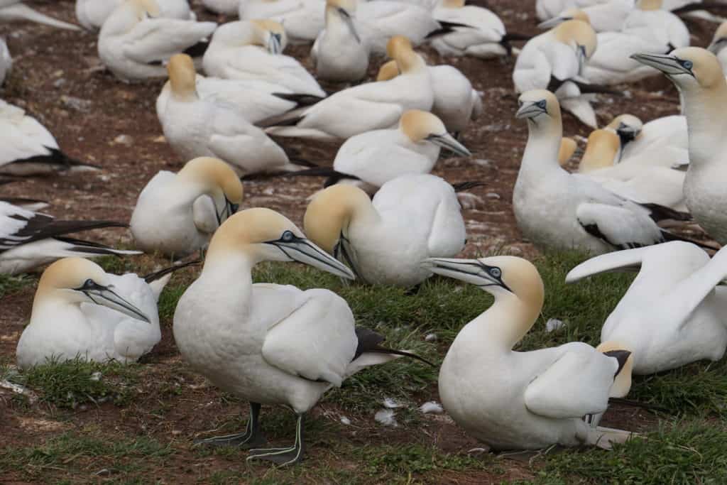 northern gannet birds on Bonaventure Island in perce, Quebec.