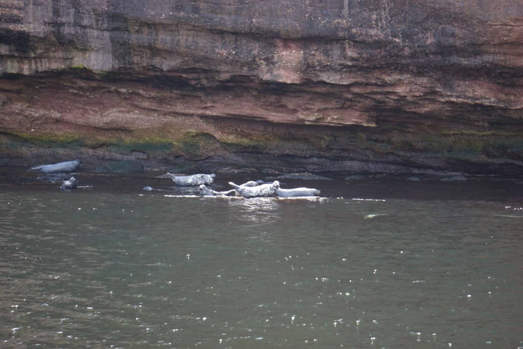 Seals sunning on rocks off Bonaventure Island.