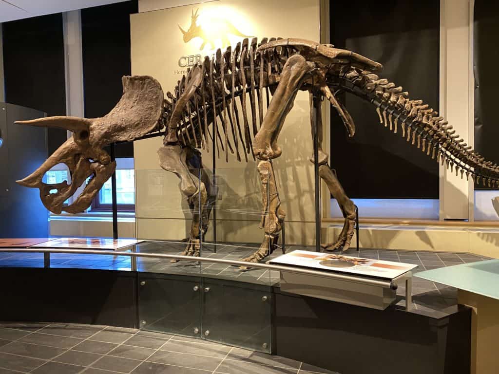 Dinosaur fossil at the Canadian Museum of Nature in Ottawa.