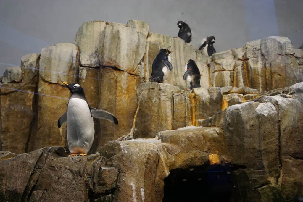 Penguins on rocks at the Montreal Biodome.