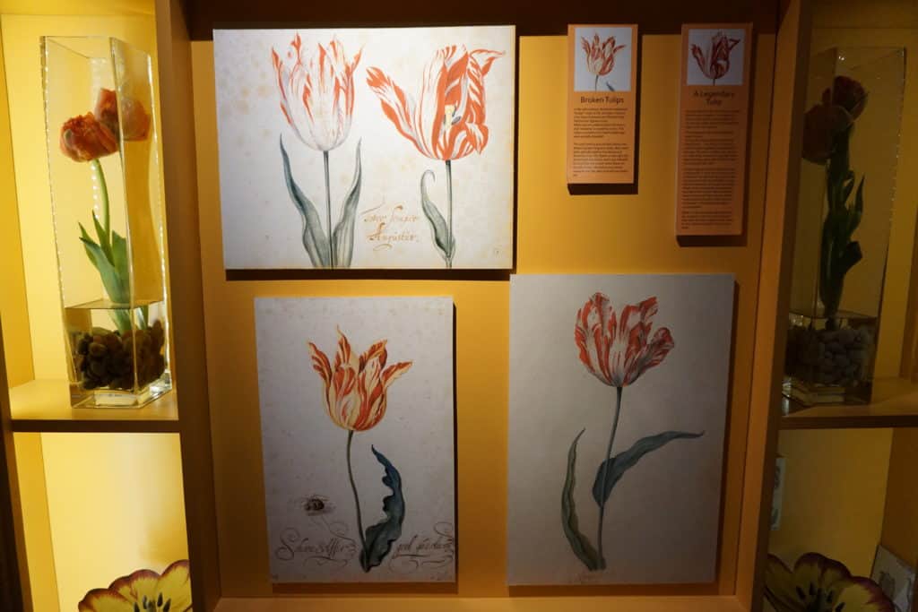 Tulip art display on bright yellow background at Amsterdam's Tulip Museum.