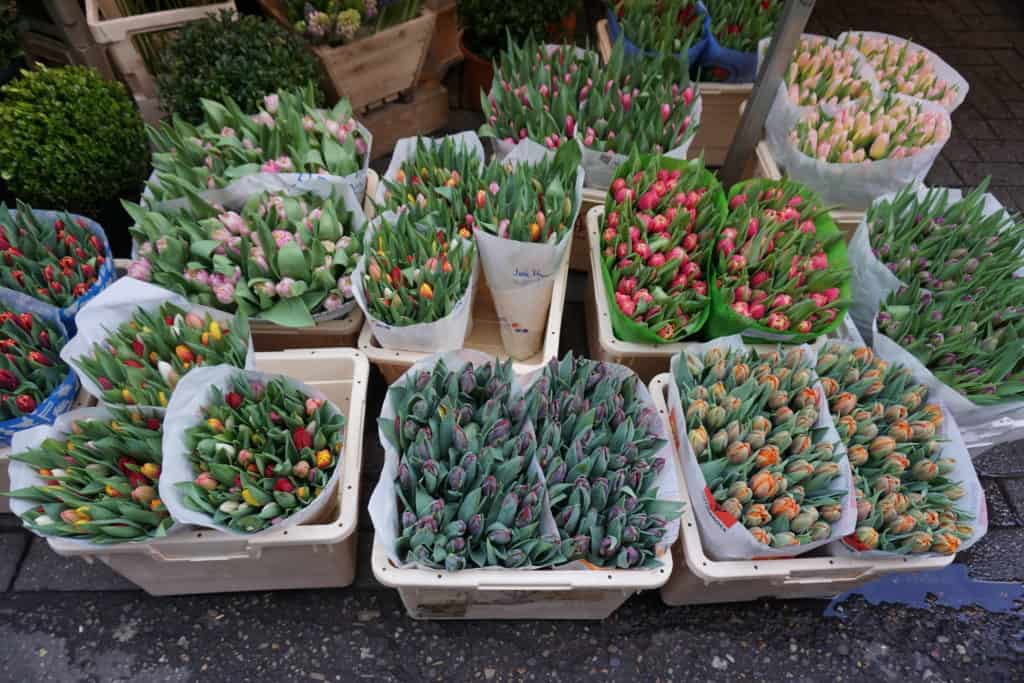 Containers filled with bundles of colourful tulips that are not yet fully open at Bloemenmarkt in Amsterdam.