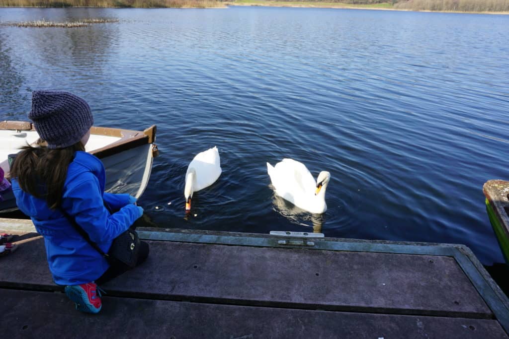 Young girl in blue coat and grey wool hat sitting on a wooden dock and feeding two swans in the water.