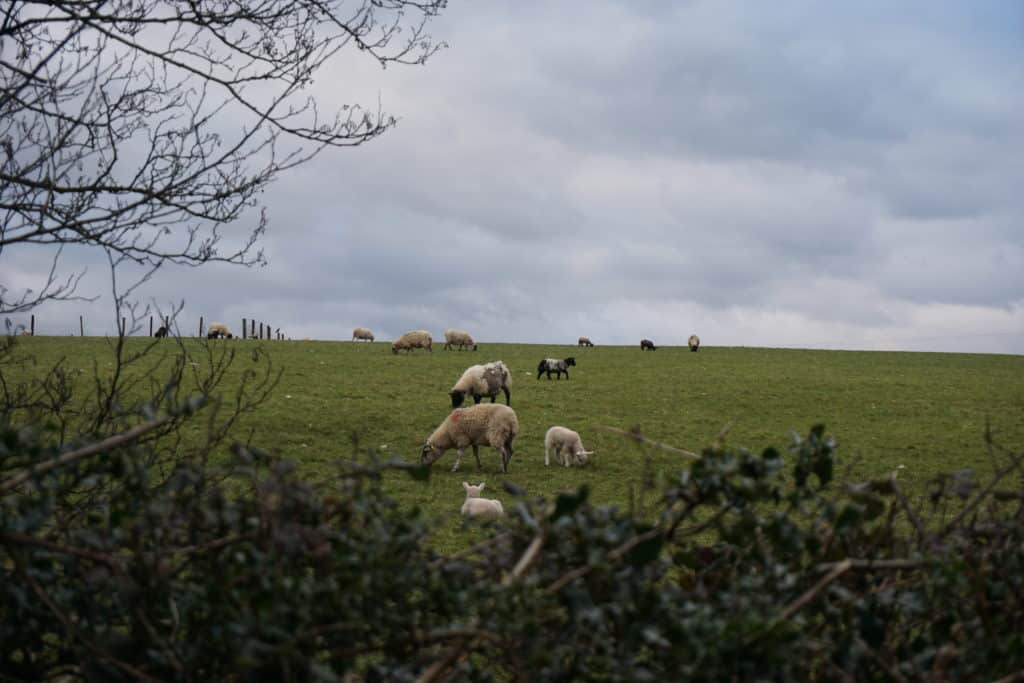 A green field in Killarney National park with several sheep and lambs grazing.