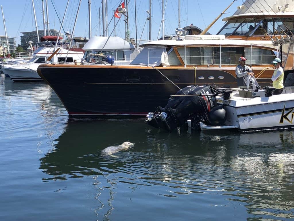 Harbour seal swimming in water by boats at Fisherman's Wharf in Victoria, British Columbia.