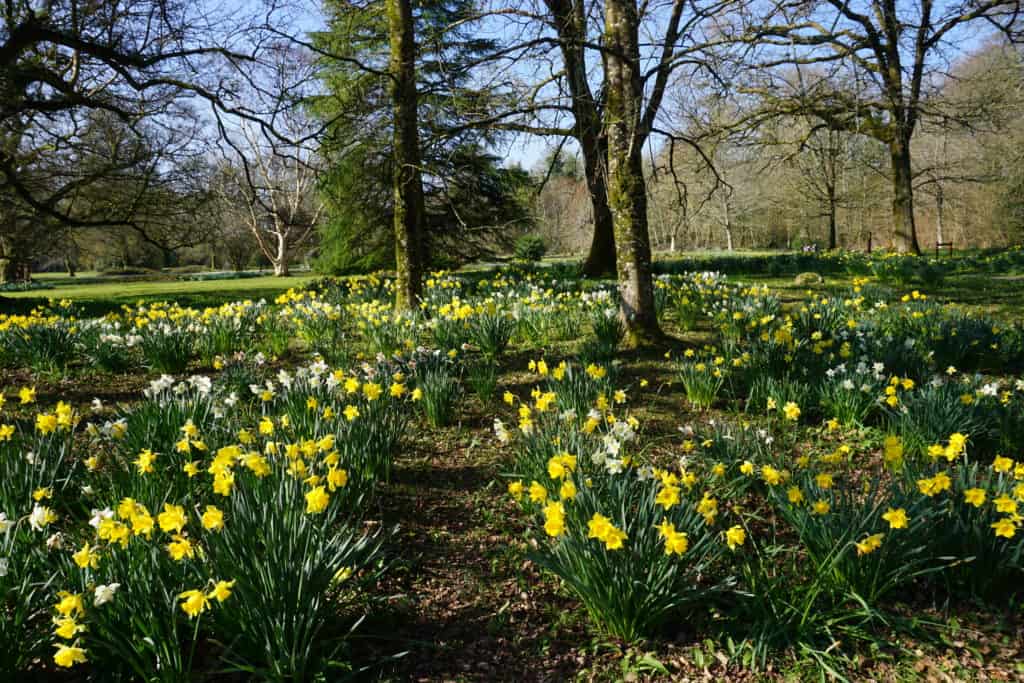 Field of yellow and white daffodils blooming on grounds of Blarney Castle, Ireland.