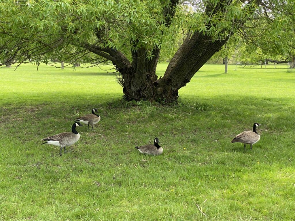 Four Canada Geese standing in the shade of a large tree at the RBG Arboretum in Hamilton, Ontario.