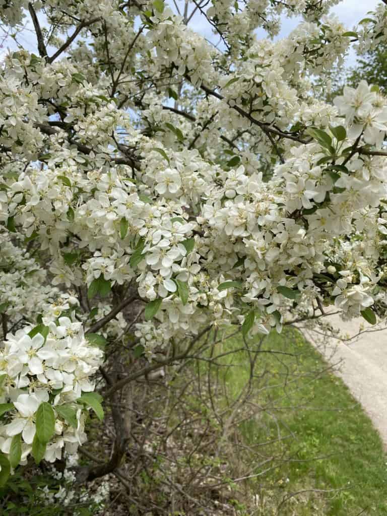 White blossoms on a tree at RBG Arboretum in Hamilton, Ontario.