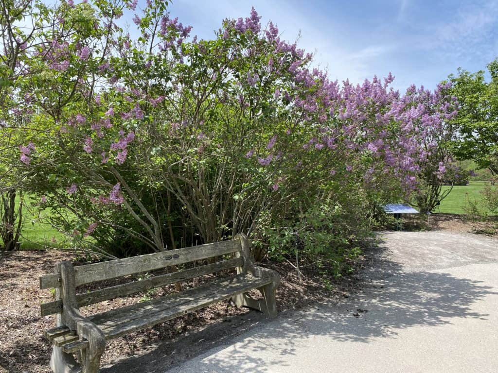 Pathway with wooden bench surrounded by lilac bushes with purple blooms at RBG Arboretum in Hamilton, Ontario.