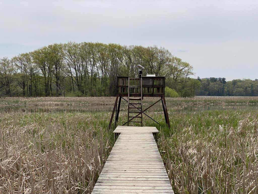 Wooden boardwalk through marsh to lookout tower - Cootes Paradise Marsh, Hamilton, Ontario.