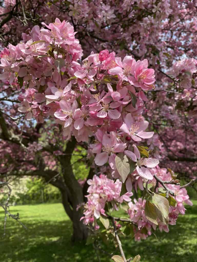 Pink blossoms on flowering fruit tree at RBG Arboretum in Hamilton, Ontario.