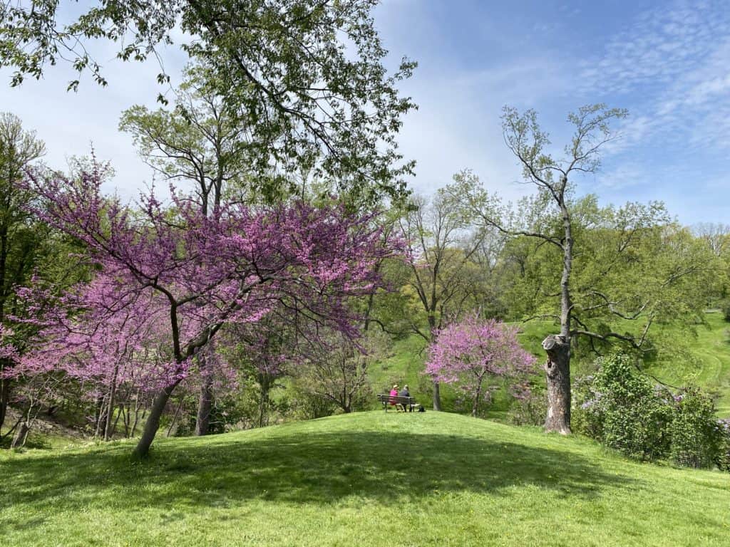 Couple sitting on bench on grassy hill surrounded by lilac trees blooming with purple blossoms at RBG Arboretum in Hamilton, Ontario.