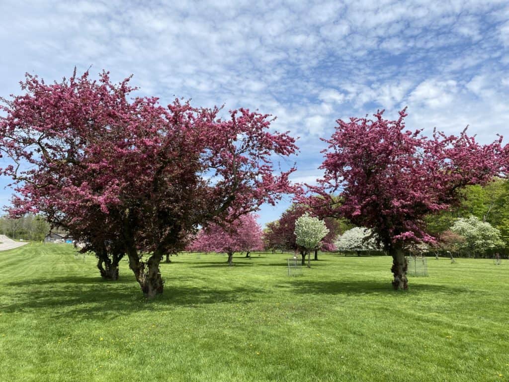 Group of trees with dark pink blossoms at RBG Arboretum in Hamilton, Ontario.