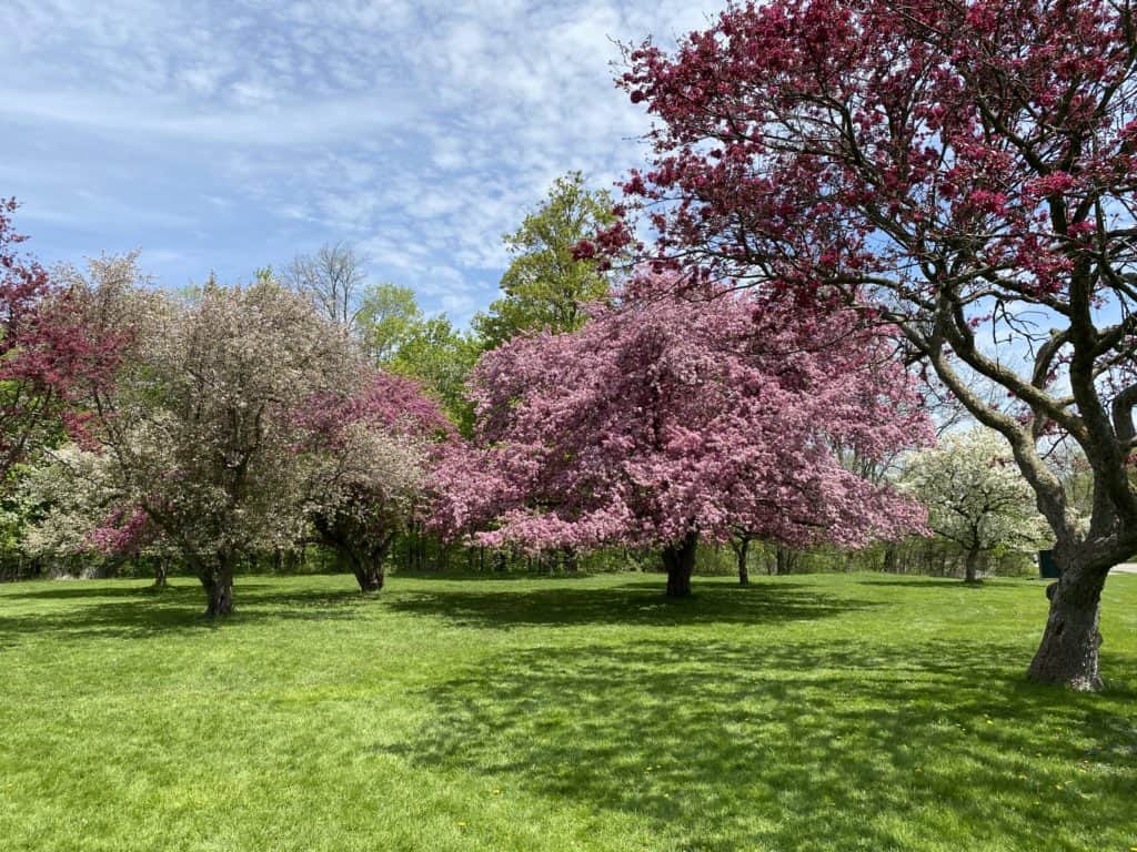 Group of trees with pink blossoms at the Royal Botanical Gardens Arboretum in Hamilton, Ontario.