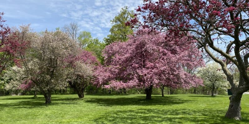 Group of trees with pink blossoms at the Royal Botanical Gardens Arboretum in Hamilton, Ontario.