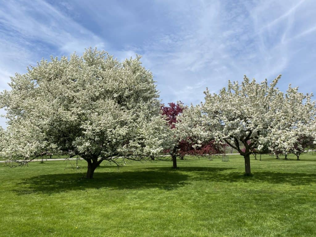 Flowering trees with white blossoms at the RBG Arboretum in Hamilton, Ontario.