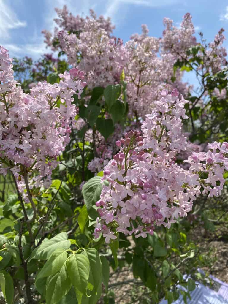 Pink lilac blossoms at RBG Arboretum.