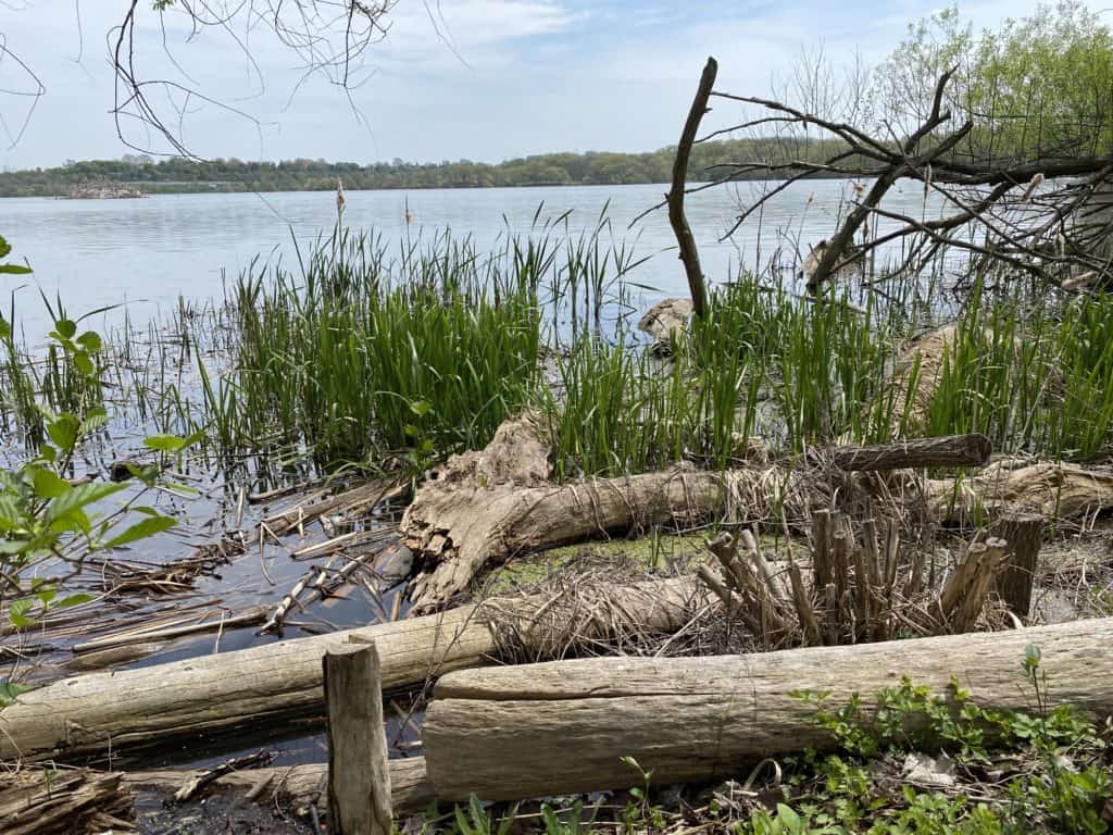 Logs, plants and grasses along edge of Cootes Paradise Marsh.