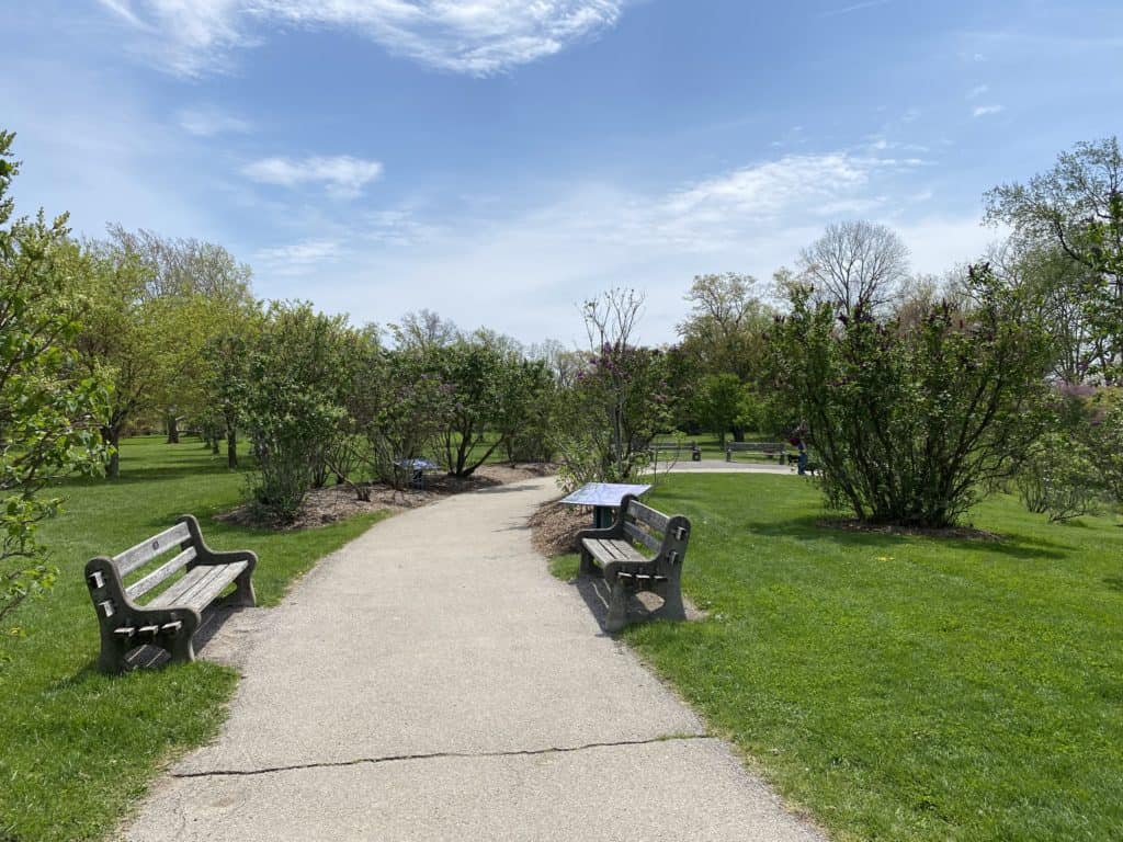 Curved pathway through lilac bushes with benches on both sides at RBG Arboretum.