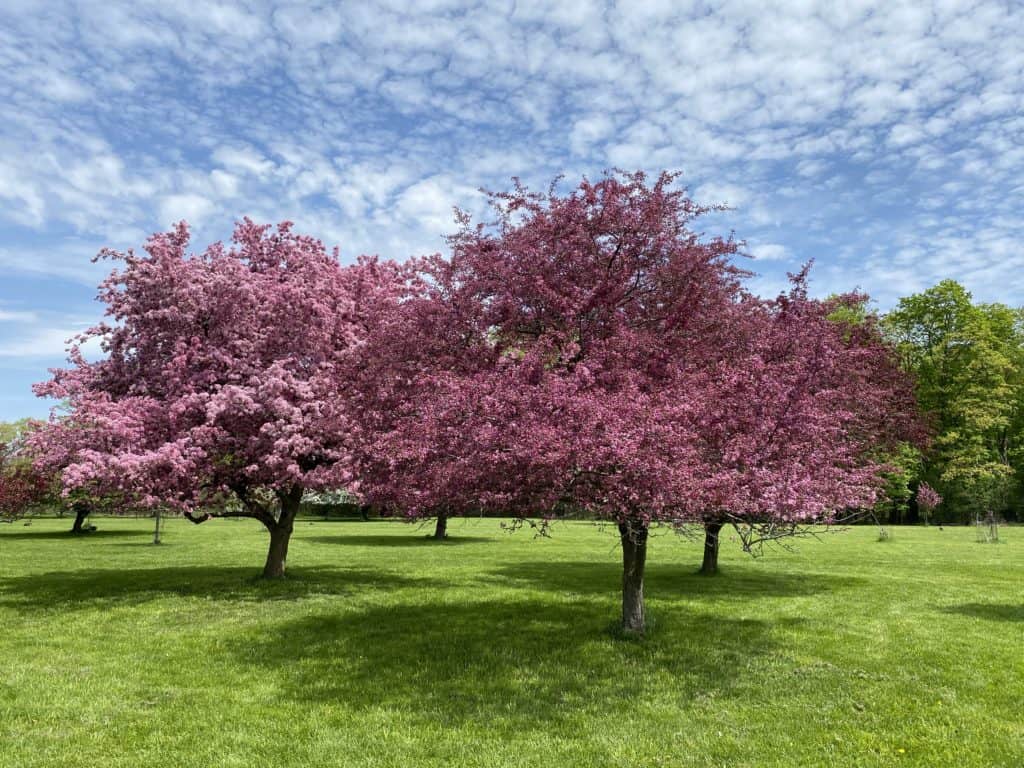 Flowering trees with pink blossoms at RBG Arboretum.