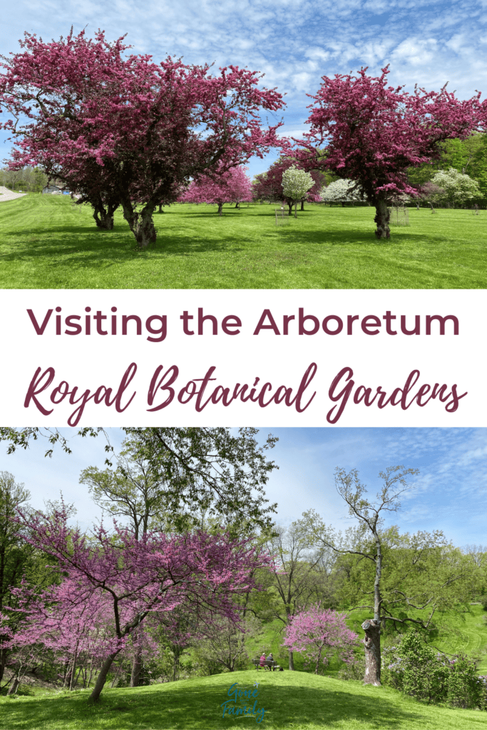 Pinterest image for Visiting the RBG Arboretum - two images of flowering trees with text in between.