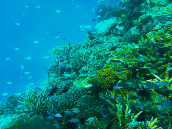 Great Barrier Reef.