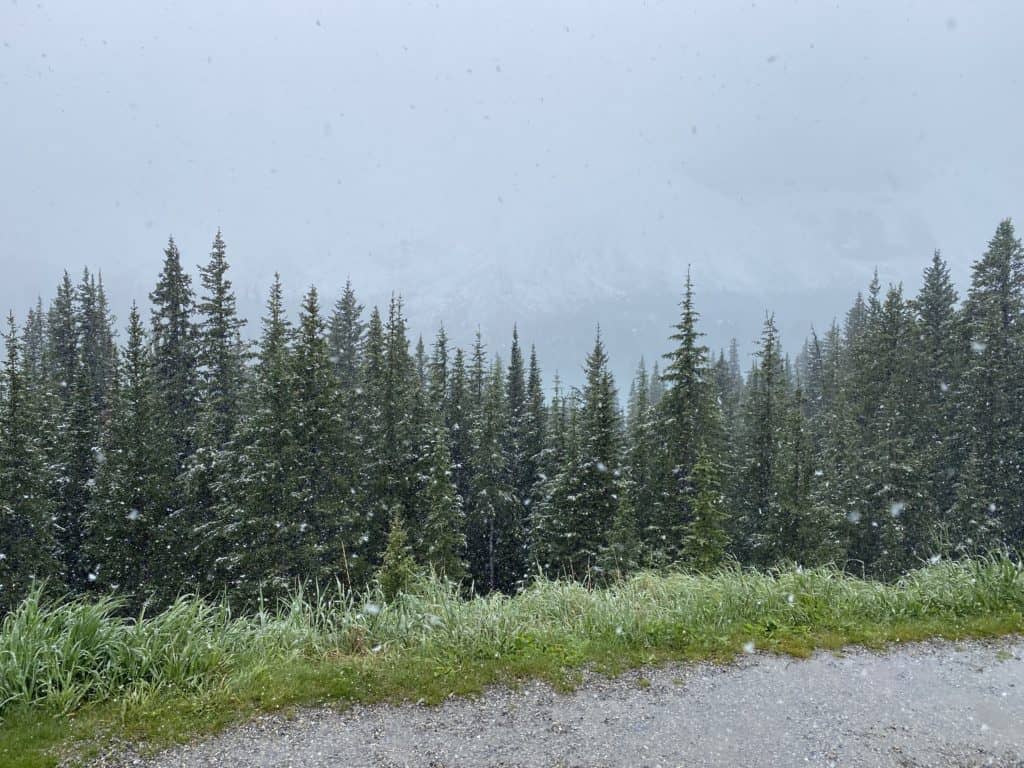 Foggy day with snow falling on trees and Crowfoot Glacier barely visible in the background.