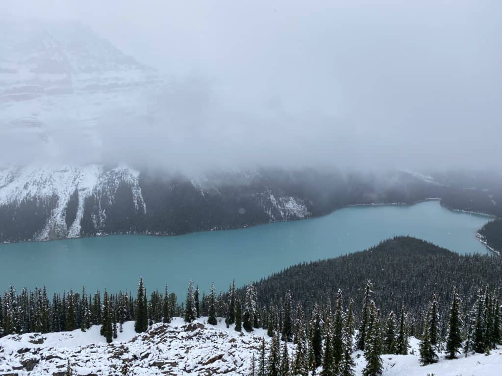 Blue green waters of Peyto Lake in Banff National Park surrounded by evergreens and snow-covered ground.