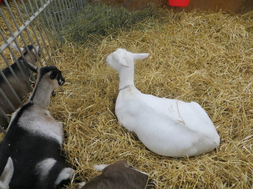 A white goat and a black and white patterned goat laying down on a bed of straw.