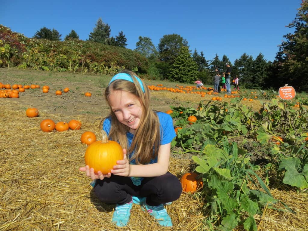 Young girl wearing black pants and blue t-shirt sitting in pumpkin patch holding a small pumpkin.