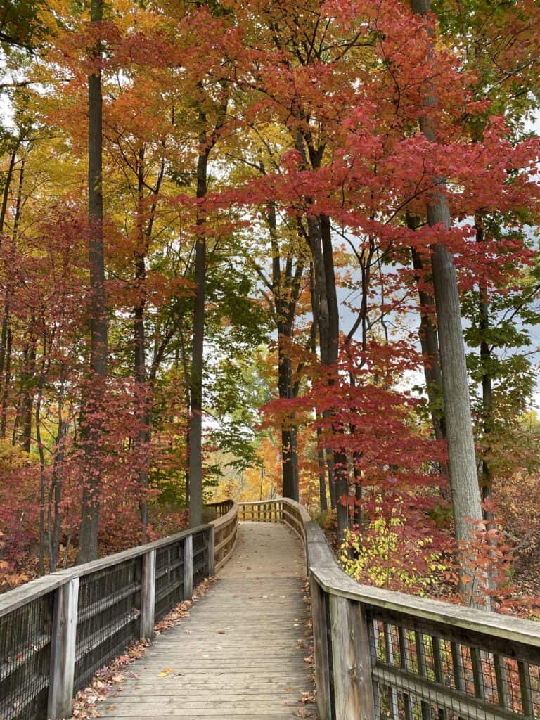 Boardwalk walking trail through woodland with coloured leaves - Rattray Marsh, Mississauga.