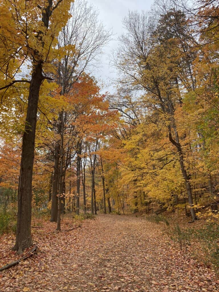 Riverwood Conservancy in Mississauga walking trail through the woods on a fall day - trees with orange and yellow leaves and fallen leaves on trail.