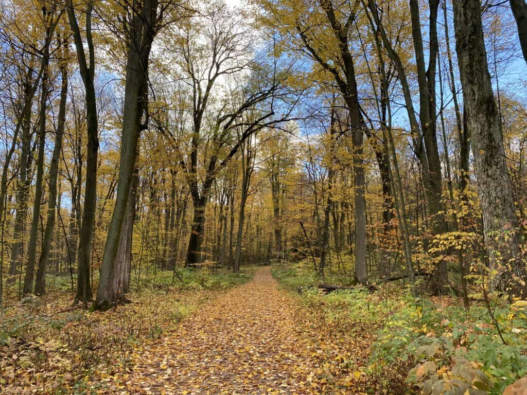 Trail through wooded area has trees with fall leaves on both sides and trail covered with fallen orange and yellow leaves.