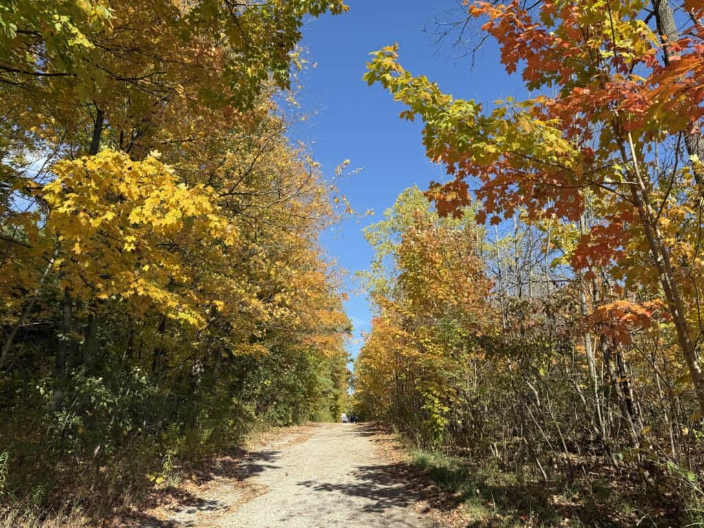 gravel trail through forested area with colourful fall trees.