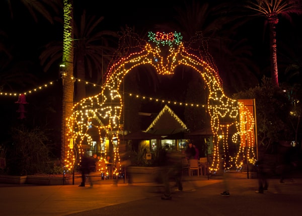 Christmas lights in shape of two giraffes with noses touching at San Diego zoo.