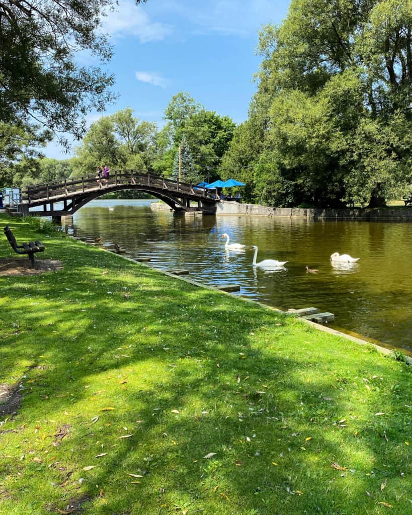 Three swans swimming in the Avon River in front of foot bridge in Stratford, Ontario.