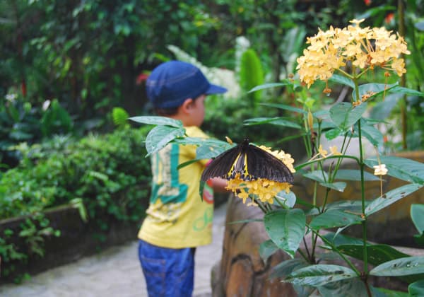 Young child in blue shorts and yellow patterned t-shirt looking at butterflies in Butterfly Park in Kuala Lumpur, Malaysia.