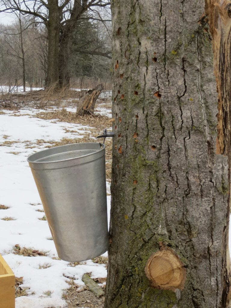 Maple tree with spout and tin pail to collect sap with some snow on ground.