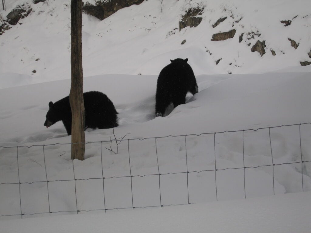 Two black bears walking in snow behind fence at Parc Omega in Montebello, Quebec.