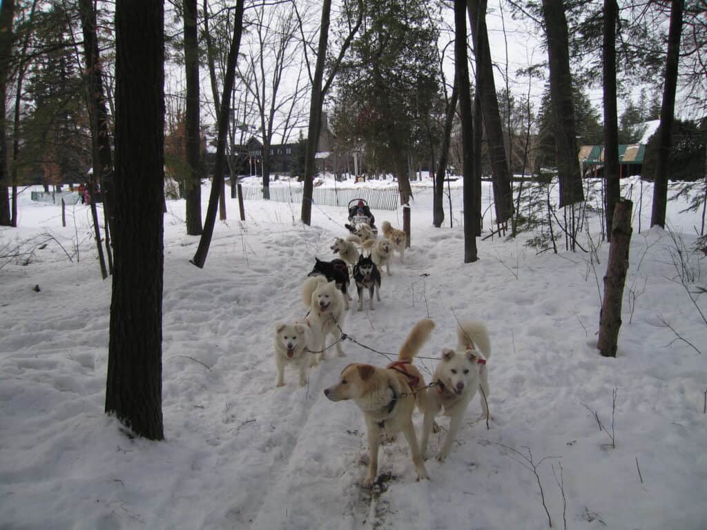 Team of dogs pulling sled through the snowy woods at Montebello with buildings visible in background.
