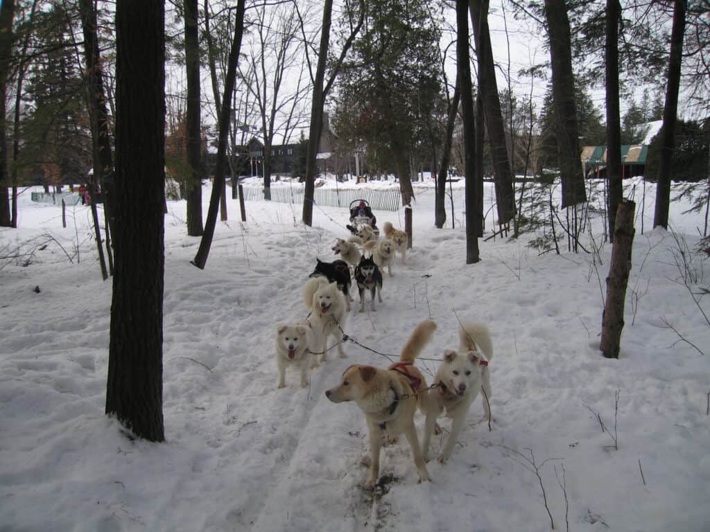 Dogs pulling sled through snowy woods with Chateau Montebello in background.