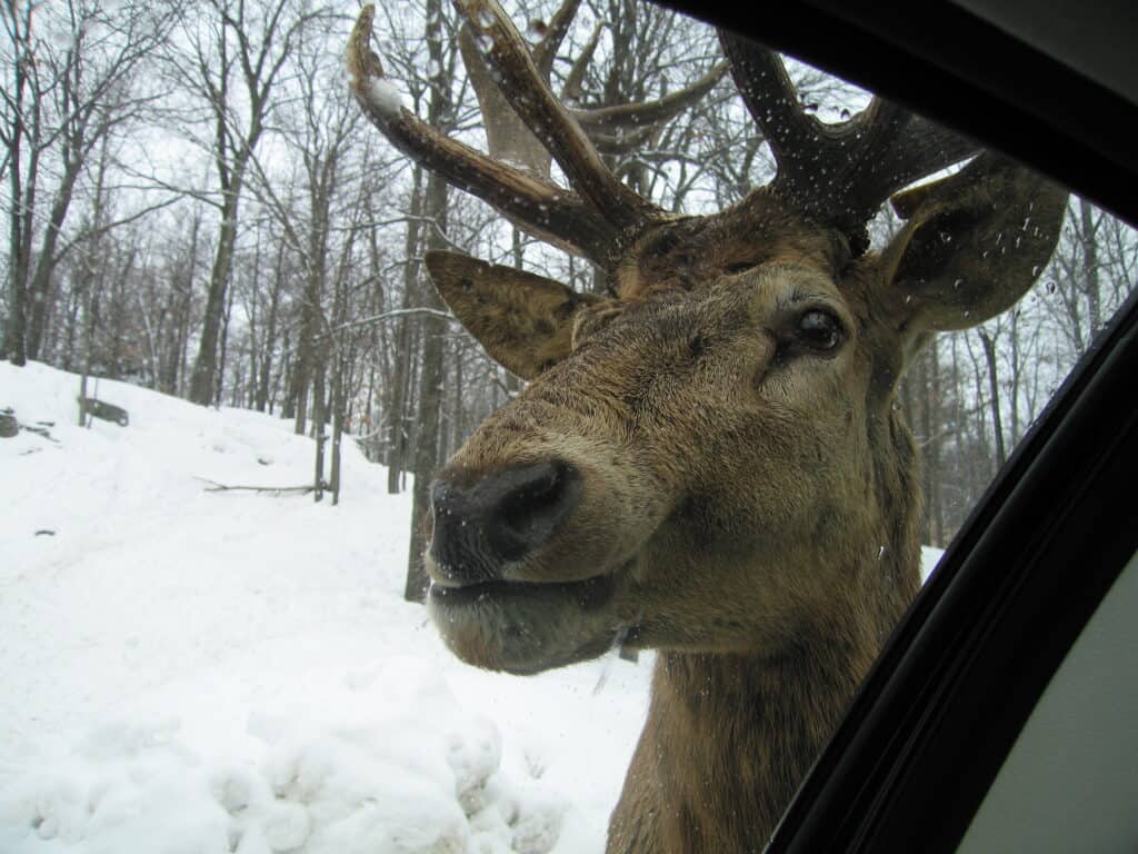 Elk with face up against car window in snowy Parc Omega in Montebello, Quebec.