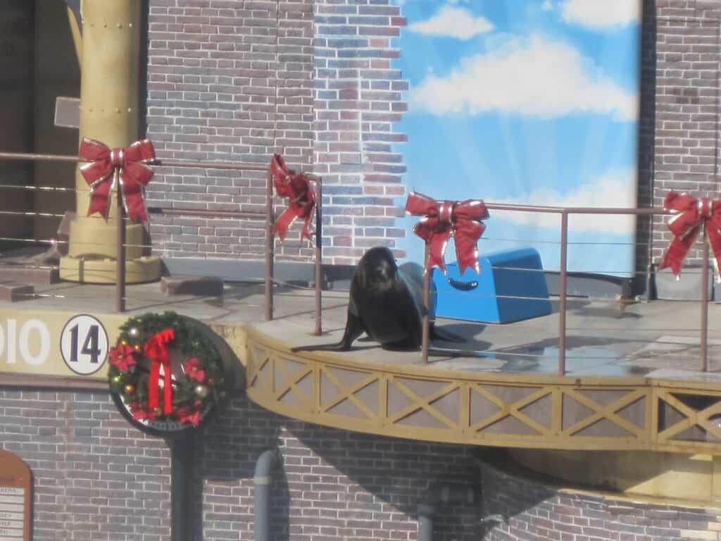 Sea World in San Diego during holiday season - sea lion on stage with Christmas decorations.