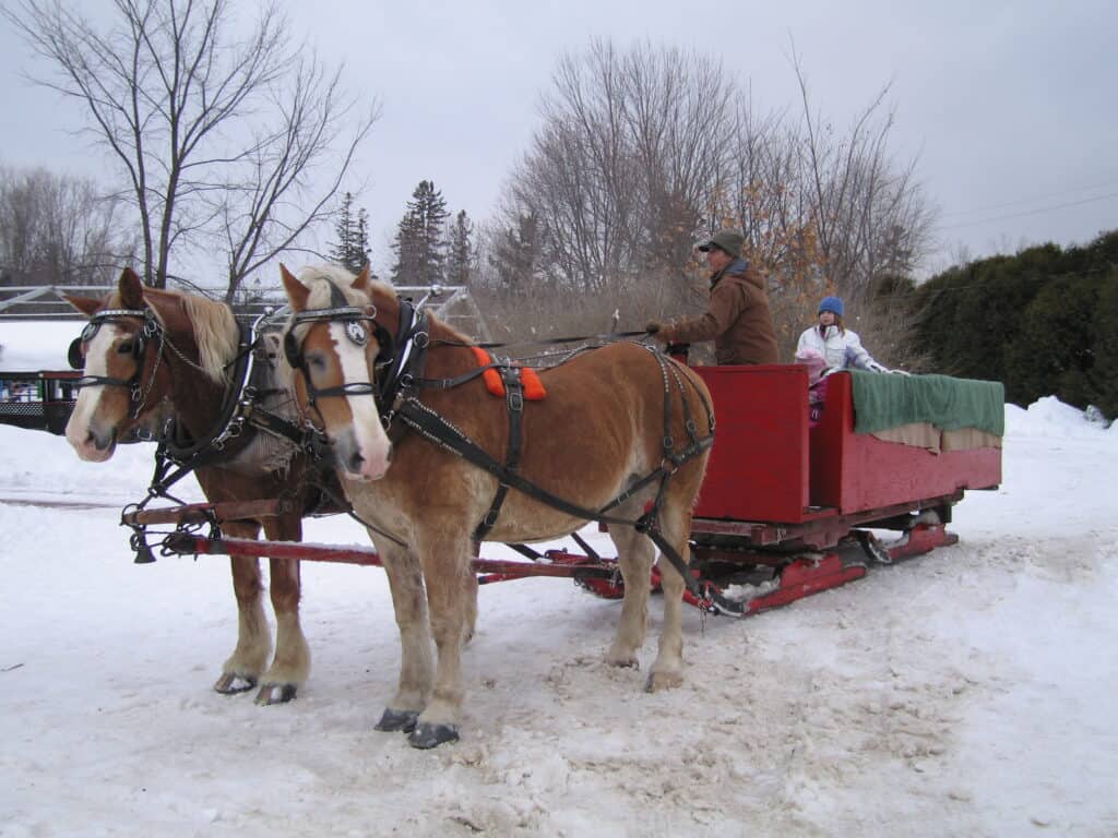 Two horses pulling red wooden sleigh in snow with man in brown coat and hat holding reins and young girl in white coat and blue hat sitting in sleigh.