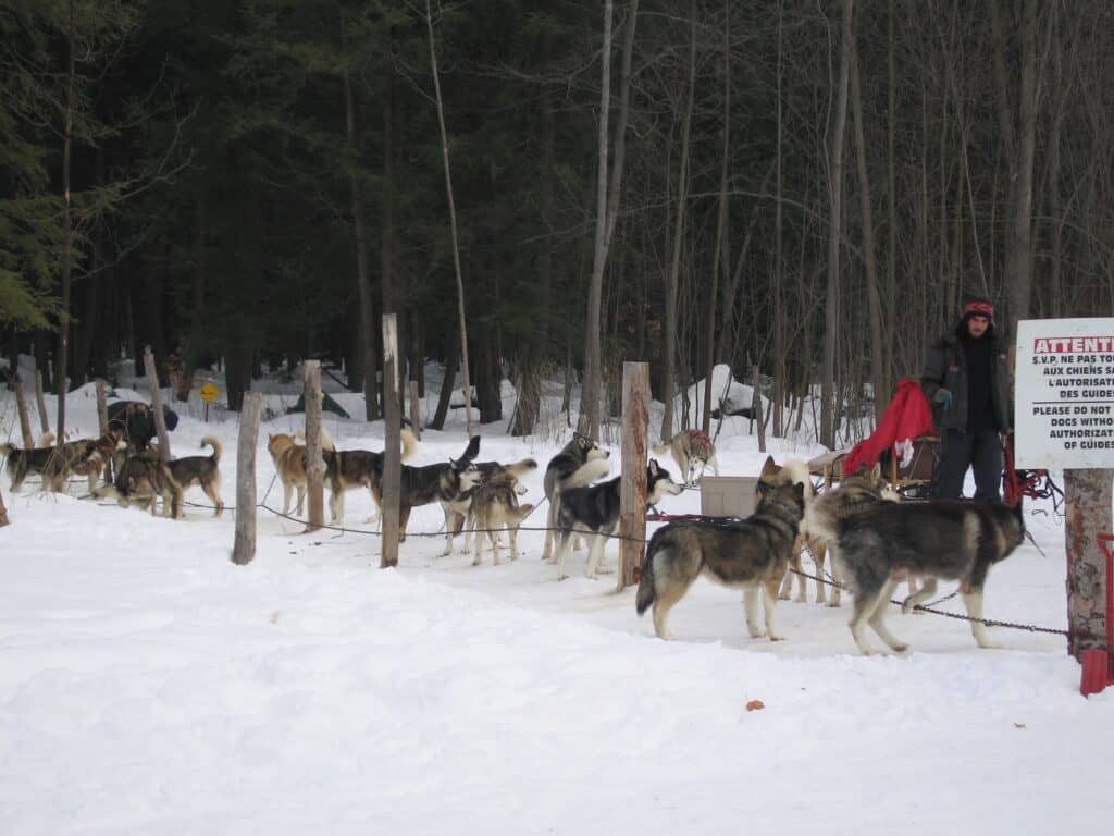 Man in wooded snowy area standing beside team of dog sleds on leash.